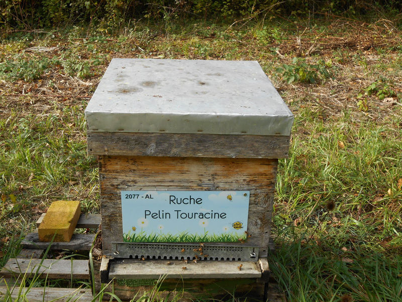 La ruche Pelin Touracine